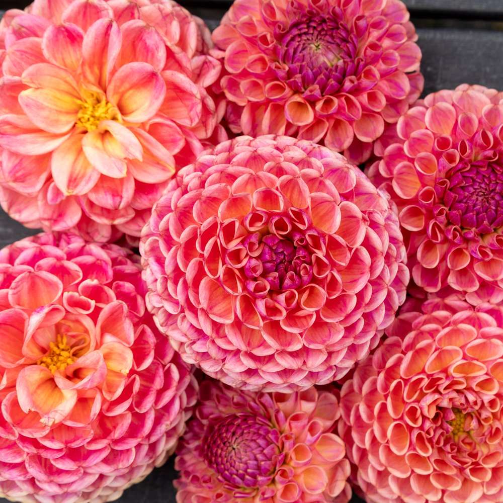 Dahlia 'Caitlin's Joy'